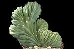 Myrtillocactus geometrizancrest. D. 20 H. 18 €110.00